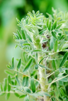 Caragana jubata - čimišník hřivnatý - list jaro